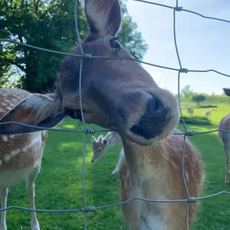 Tatil Evi Idylisches Mit Reh